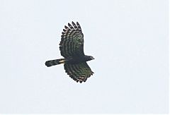 Black Hawk-Eagle